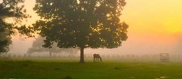 horse under tree in pasture with warm light in sky
