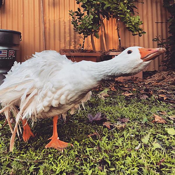 Goose with next outstretched
