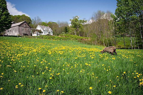 House and barn surrounded by trees and fields at Grand View Farm, Washington, Vermont 