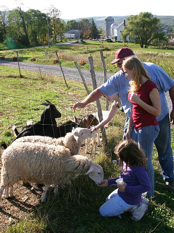 family feeding sheep through a fence