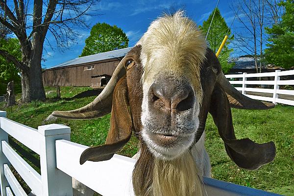 goat standing on edge of fence and looking right at camera
