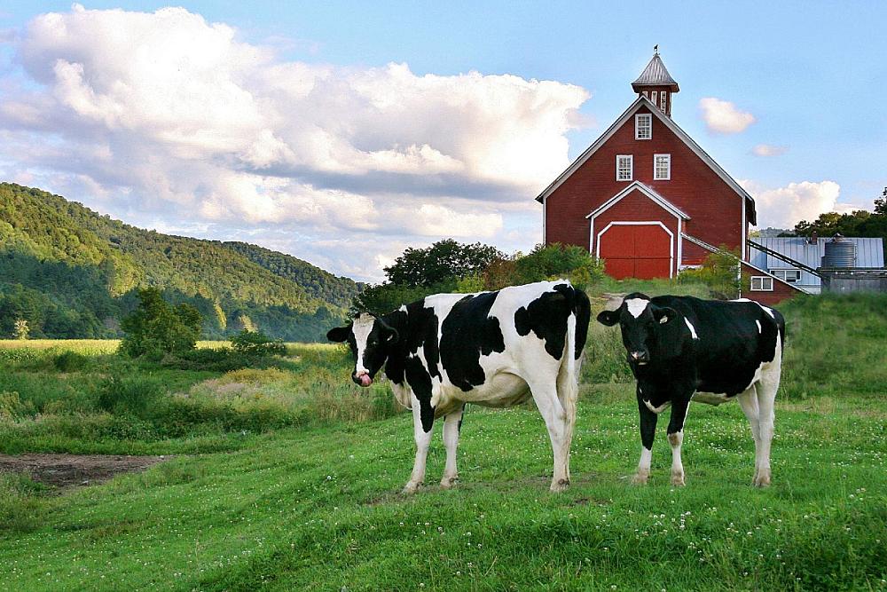 Featured Image - two black and white dairy cows in grass field with red barn in distance