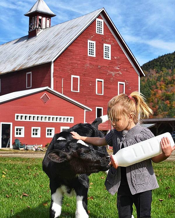 young girl feeding a calf milk out of a bottle