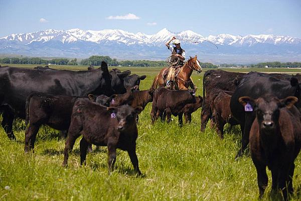 Montana Bunkhouses Working Ranches