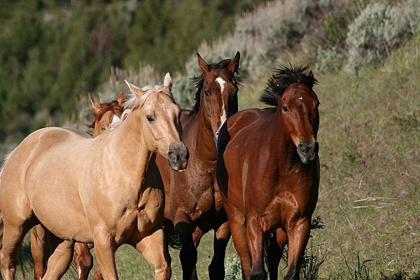 horses running