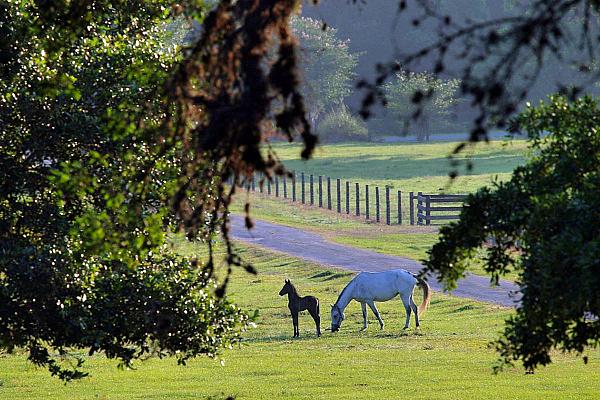 White mare and brown foal on green pasture next to dirt road