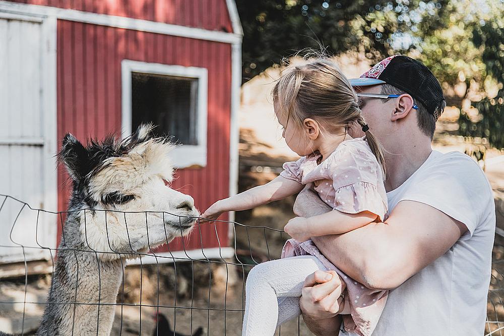 dad holding daughter as she pets a llama