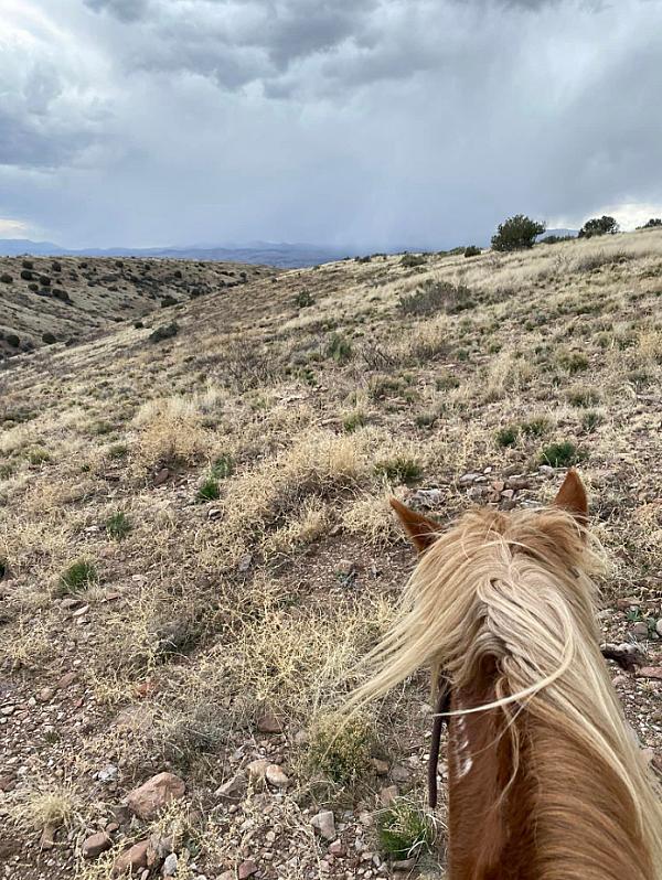 a horse riding on desert pasture