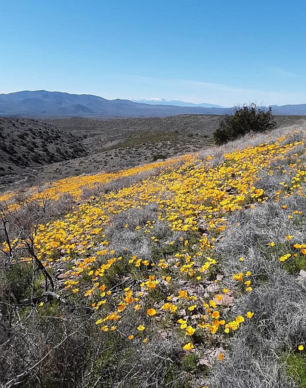 fields of flowers on rolling hills