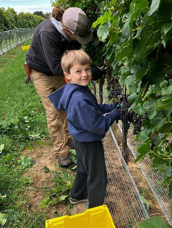 young boy helping to pick grapes in vineyard