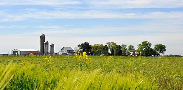 Crow Farm Vineyard and Winery