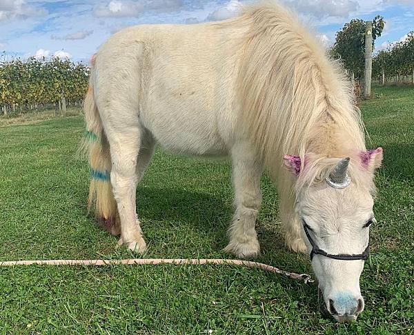 a white pony with a faux unicorn horn on its head grazing