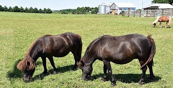 black ponies grazing in a pasture