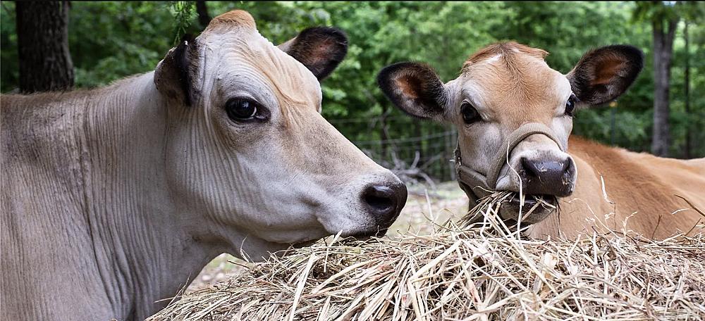 Featured Image - two cows