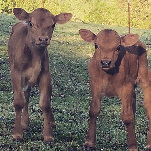 two brown calves