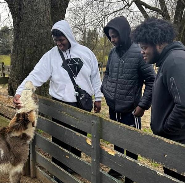 guests petting a goat over a fence