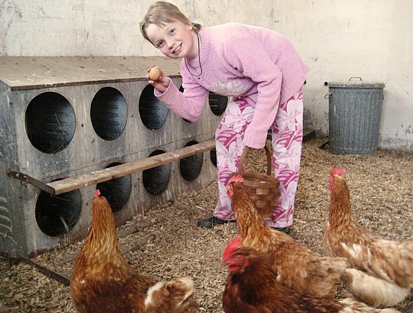 a girl in pink collecting eggs with chickens all around