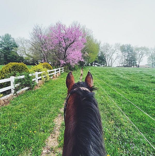 a first person view riding a horse in a green pasture