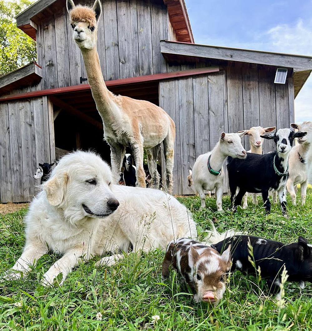 Featured Image - white guardian dog lying with goats and alpaca