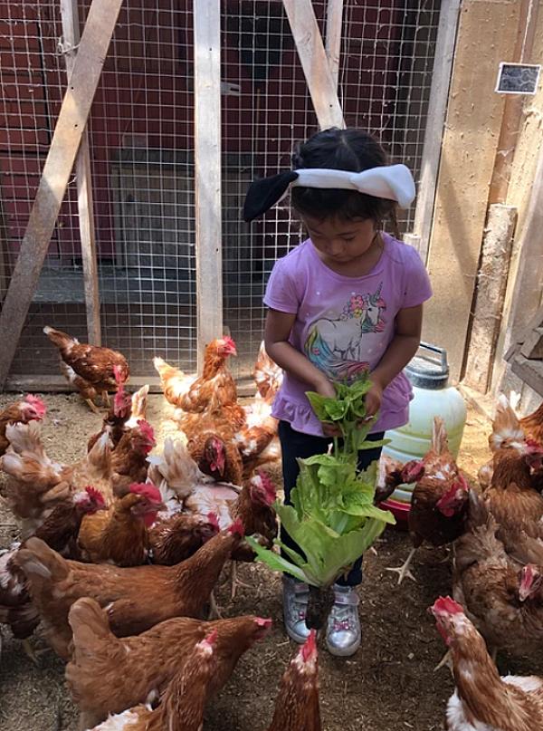 a little girl feeding lettuce to chickens