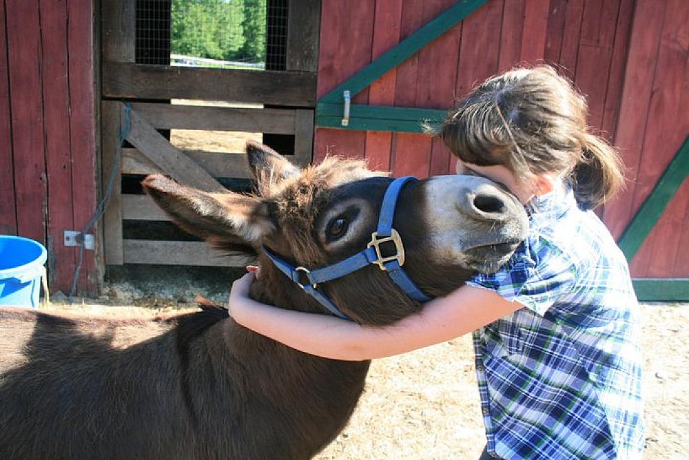 Featured Image - girl hugging donkey