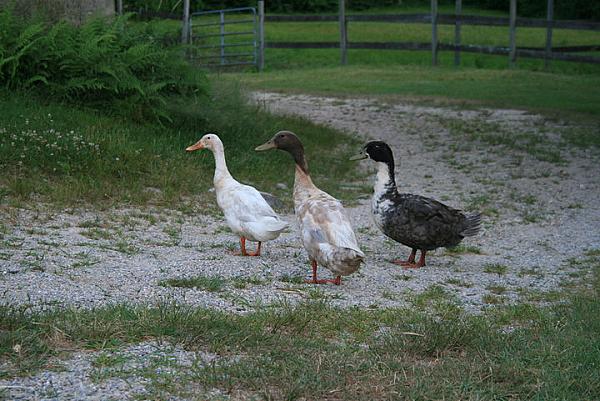 Grace Note Farm, Pascoag, Rhode Island | Farm Stay USA
