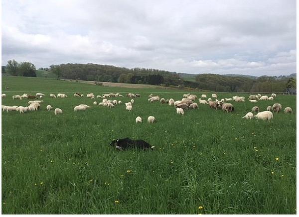 Sheep grazing in a field