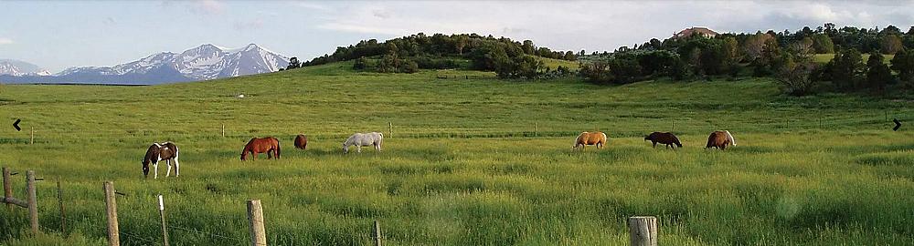 Featured Image - horses grazing in grassy pasture with mountains in distance