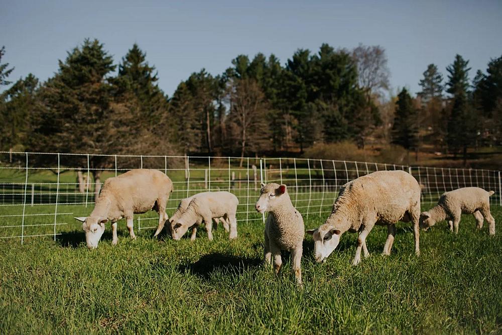 Featured Image - sheep in pasture with netted electric fence