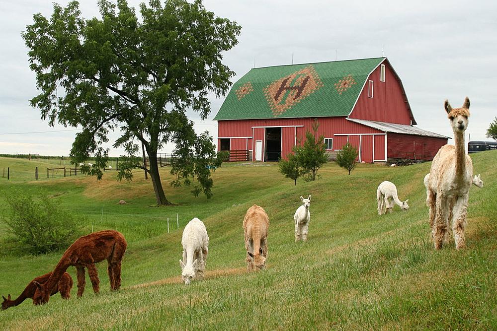 Featured Image - alpacas on hillside with red barn with green roof behind