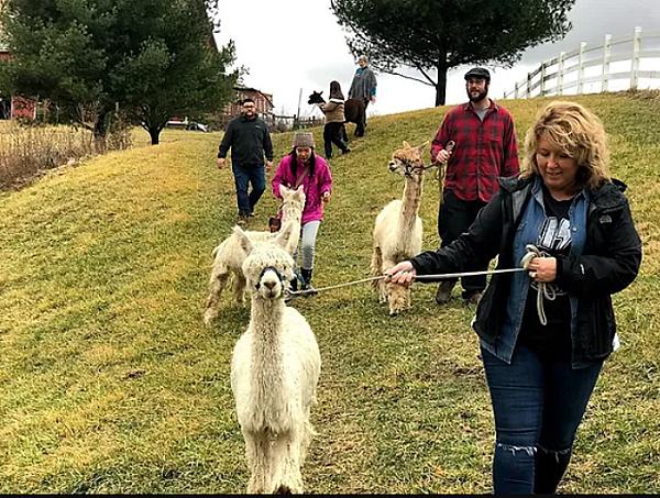 a group of people walking alpacas with halters on them
