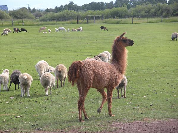 a llama and sheep on pasture