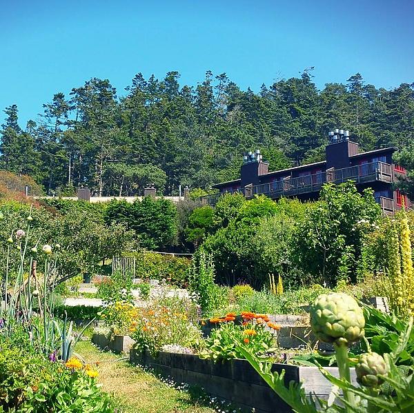 Vegetable gardens at Stanford Inn Eco Resort and Farm 