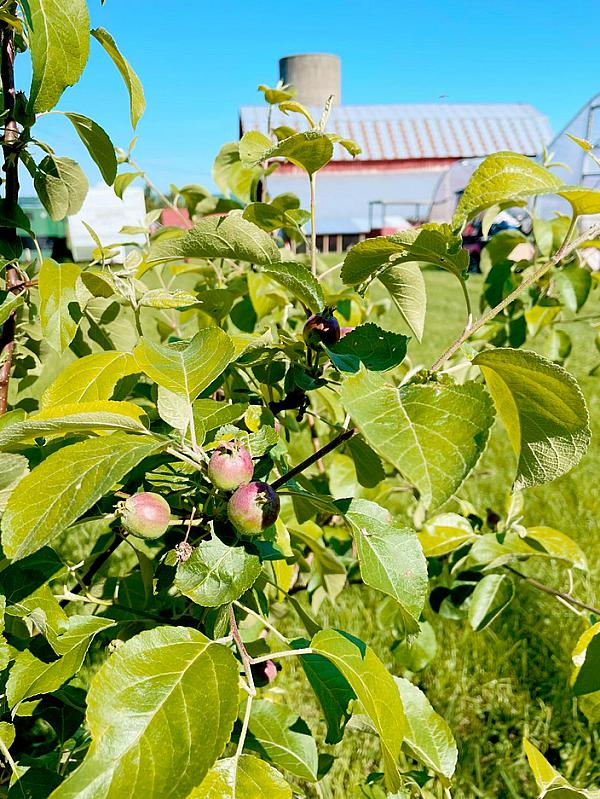 apple tree infront of distant barn