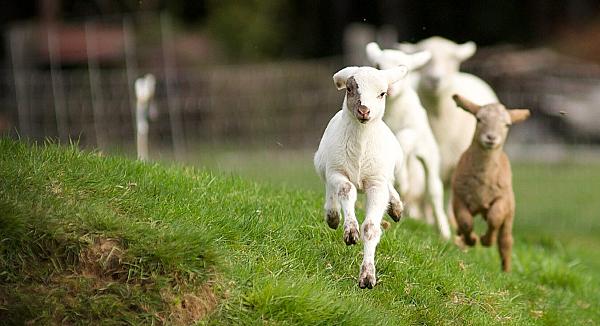 lambs running towards camera