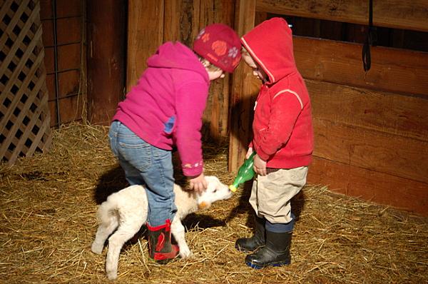 children feed lamb a bottle