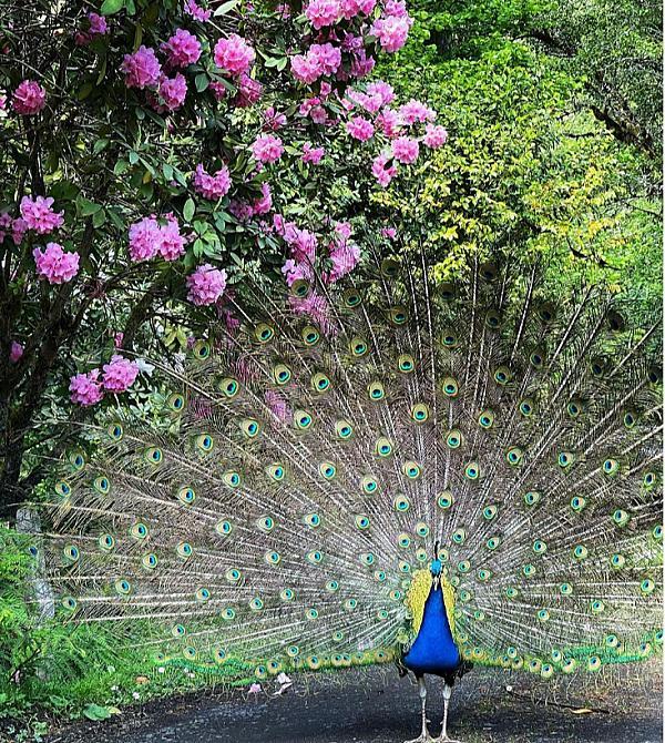 Elton the peacock showing his tail