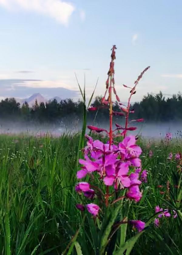 Alaska Farm Adventures
