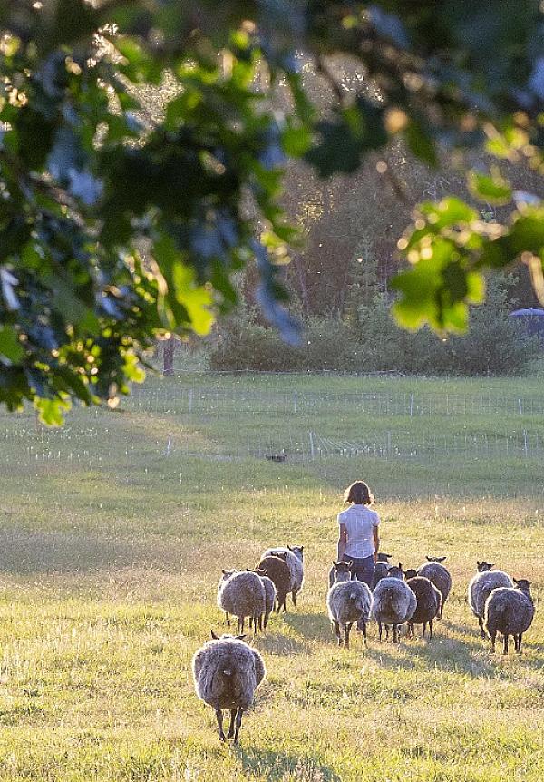  Two goats standing on a rocky cliff overlooking a forested valley and farm below.