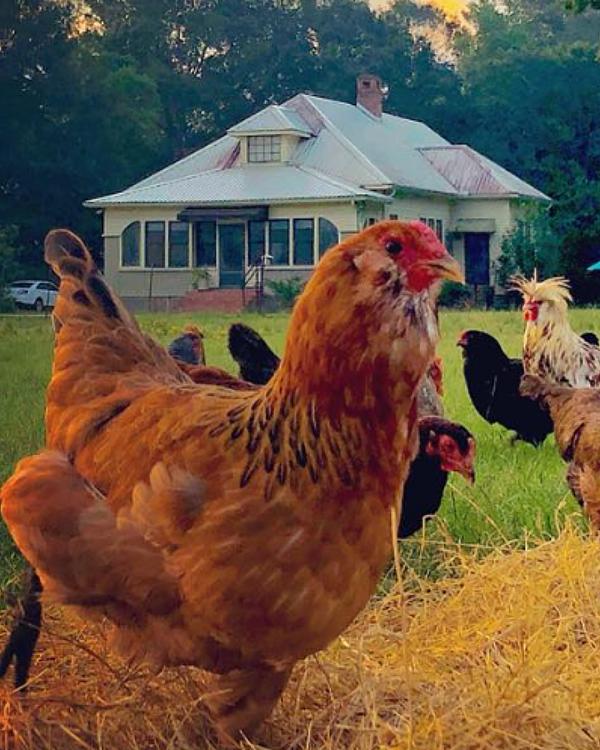 Ripe oranges hanging on trees in a sunlit citrus grove.