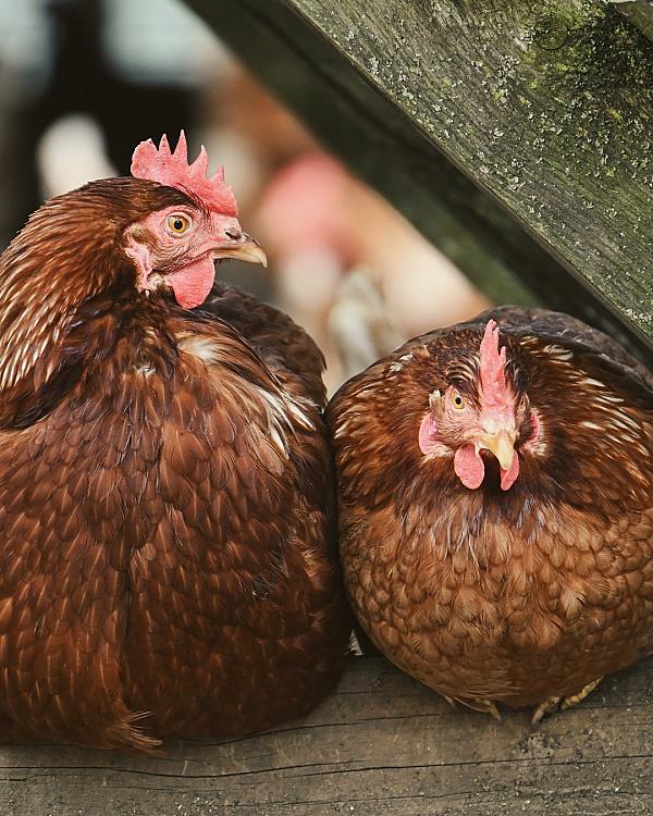 Baskets and wooden crates filled with fresh peaches displayed at a farm stand.