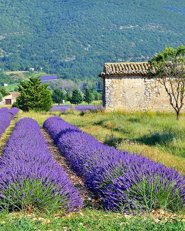Two cyclists riding along a country road beside vineyards at sunset in rural Europe.