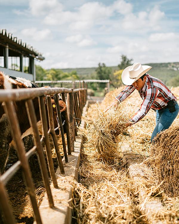 Rows of green grapevines stretching across a vineyard under an open sky.