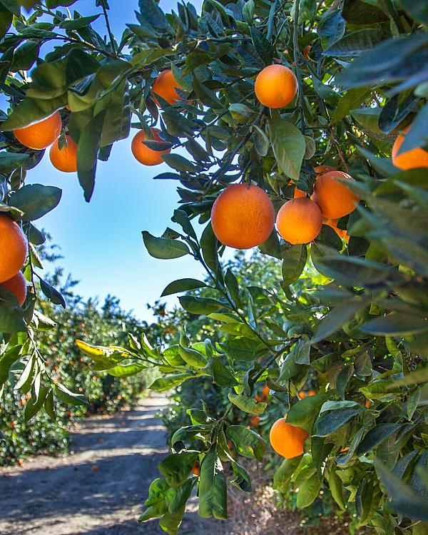 Ripe pineapple in the foreground with rows of pineapple plants stretching across a tropical farm field.
