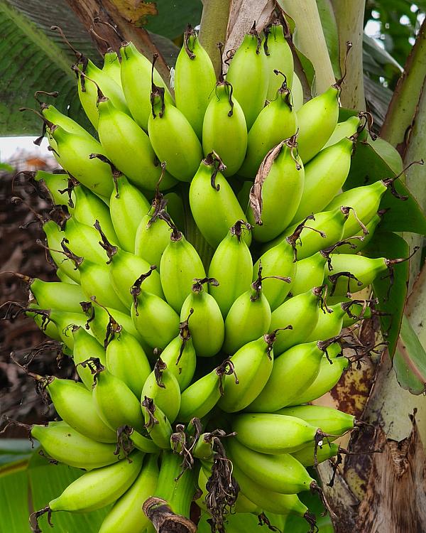 Red coffee mug on a balcony overlooking lush tropical mountains at sunrise.