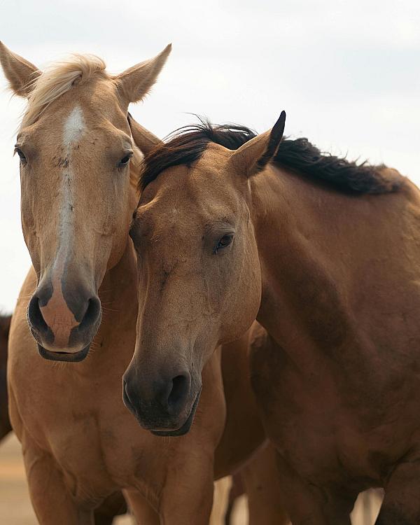 Wyoming Ranch Country