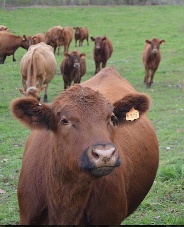 Wisconsin Dairy Country