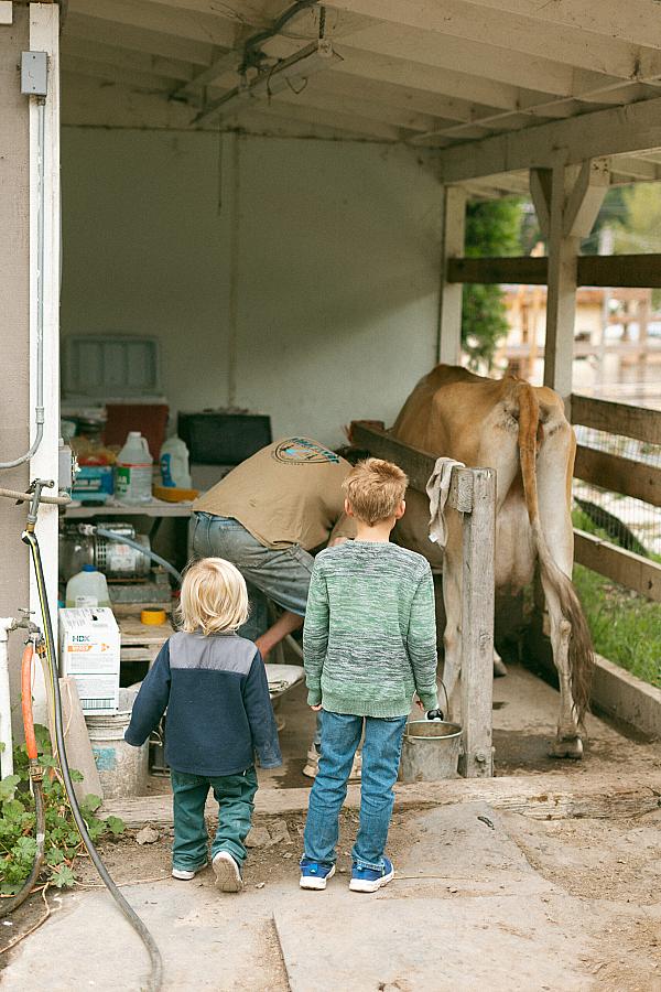 two children looking at man bent over with cow