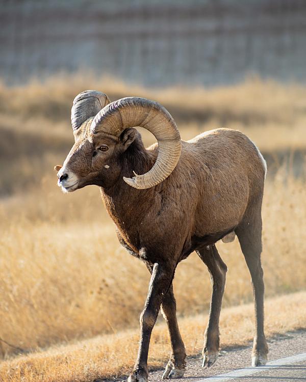 South Dakota Farm Stays