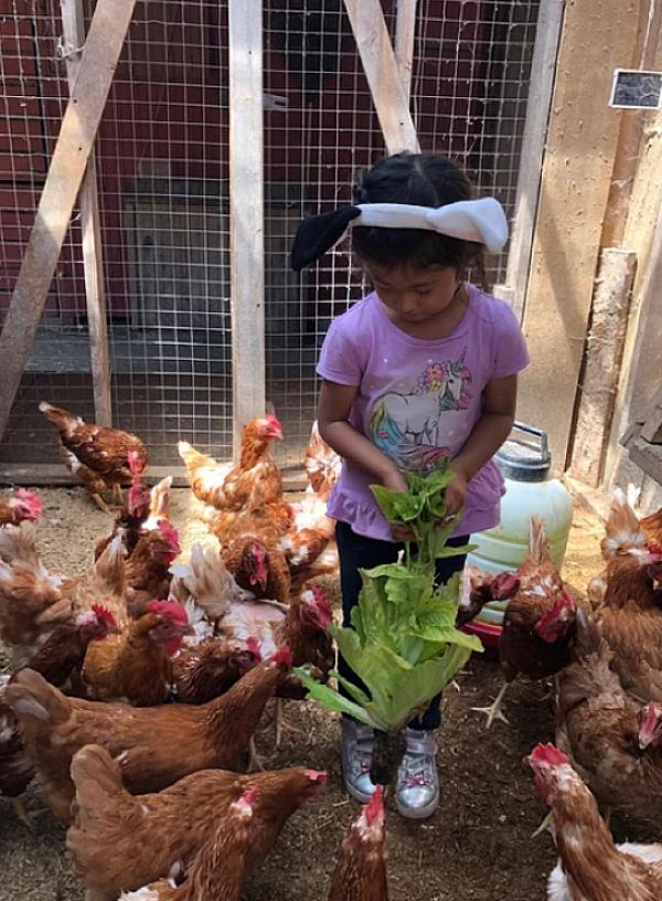 Pennsylvania Farm Stays